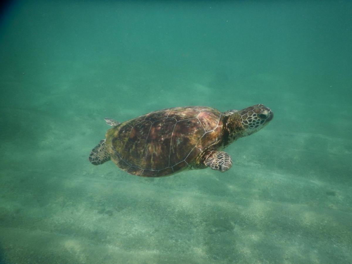 Turtle Bay Beach Resort Mirissa Bagian luar foto