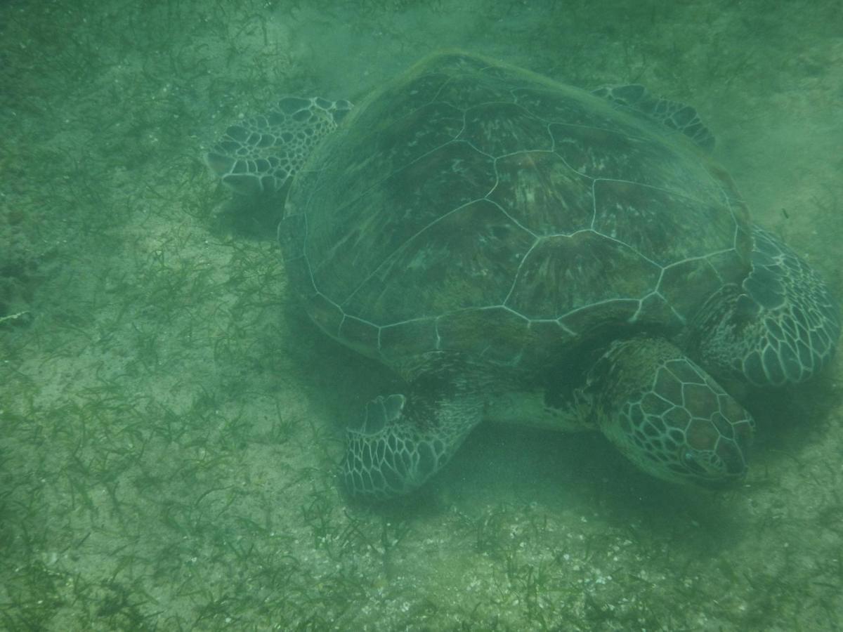 Turtle Bay Beach Resort Mirissa Bagian luar foto