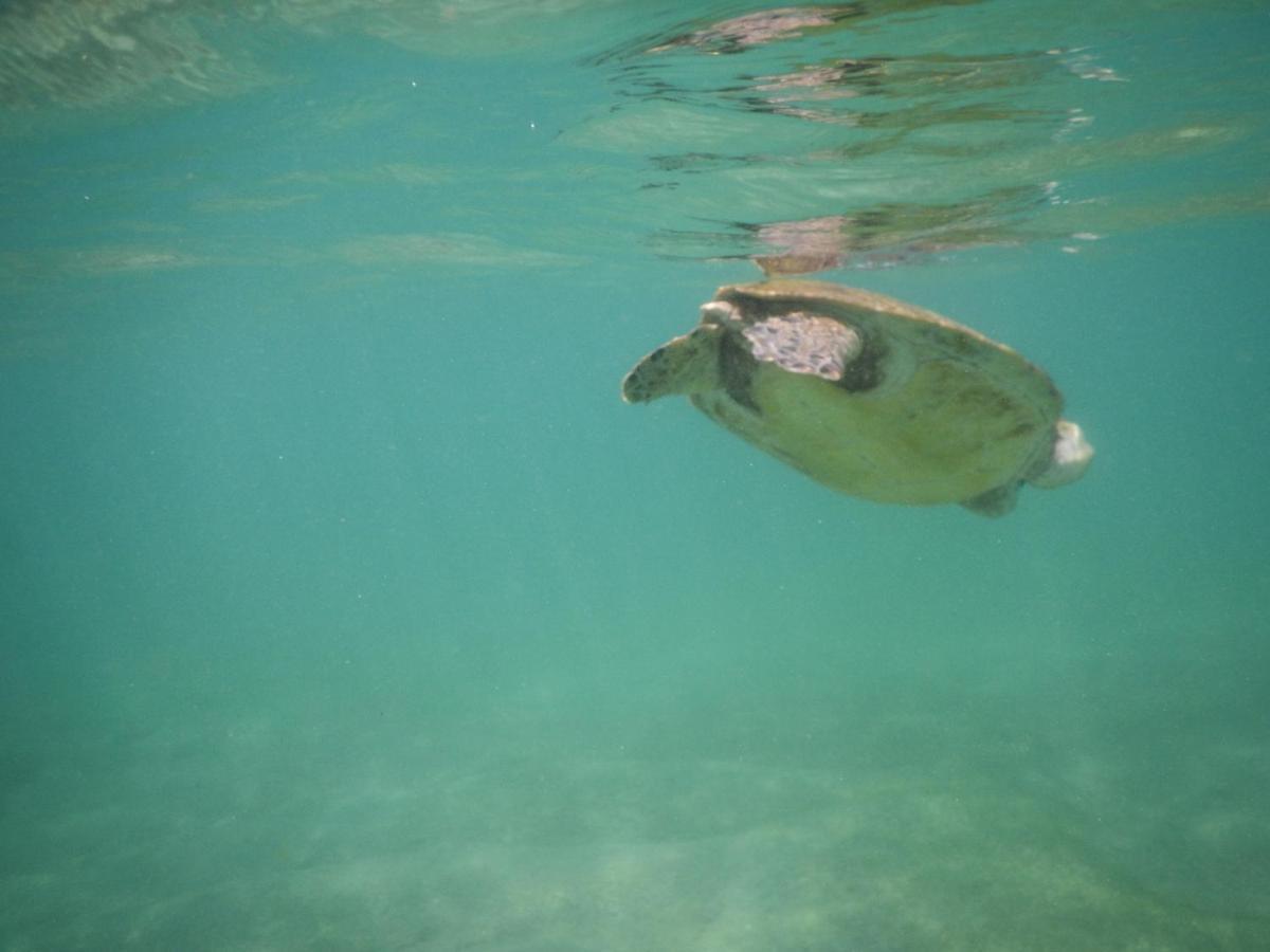 Turtle Bay Beach Resort Mirissa Bagian luar foto